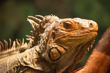 Closeup shot of a green iguana (Iguana iuana) on the tree