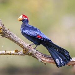 Close-up shot of a violet turaco sitting on a tree branch