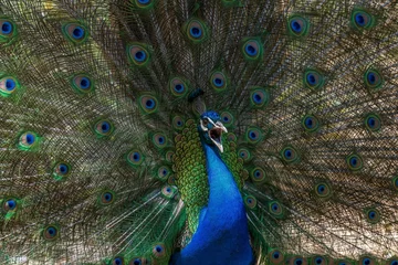 Keuken spatwand met foto Male peacock with an open tail © Oliver Schmitz/Wirestock Creators