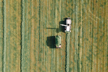 Forage harvester cuts the grass for the cattle