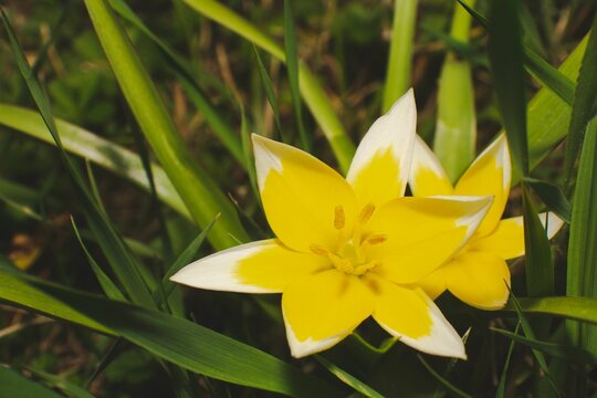 Closeup shot of yellow late tulips (Tulipa tarda) in the grass