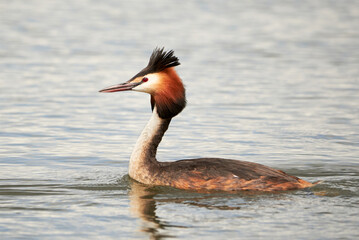 Great crested grebe bird in the water ( Podiceps cristatus )