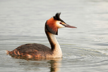 Great crested grebe bird in the water ( Podiceps cristatus )