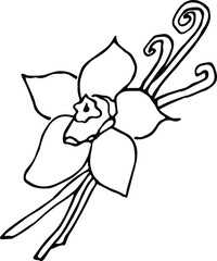 Naklejka premium Hand drawn Vanilla illustration. Hand-drawn. Hand-drawn doodles illustration. Line art.