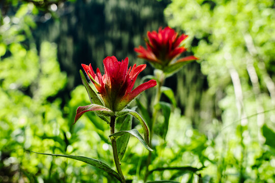 Two beautiful red castilleja wild flowers grow strong and vibrant sheltered from the wind in an alpine forrest in the Canadian Rocky Mountains off a hiking trail. 