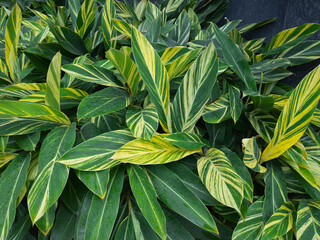 Rain drenched yellow-green leaves of healthy croton plants in garden., during monsoon season.