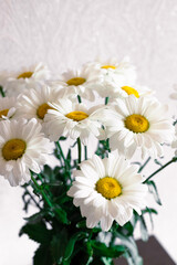 Obraz premium Large blooming daisies. Bouquet of beautiful fresh daisies. Wild daisies are combined into a large bouquet