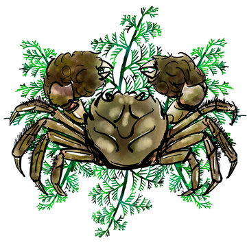 上海蟹images Browse 76 Stock Photos Vectors And Video Adobe Stock