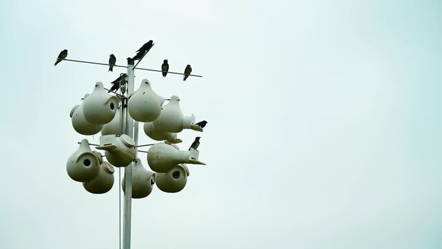 Grouping of purple martin birds perched on a raised nesting house.
