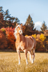 Haflinger horse in the field on a sunny autumn day