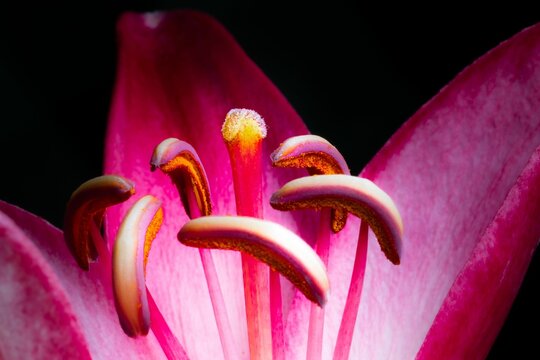 Closeup shot of a Lilium cernuum flower plant seeds