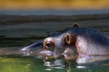 Close-up shot of a hippopotamus resting in the water