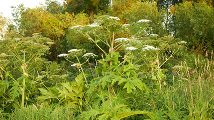 Invasive giant hogweed Heracleum mantegazzianum bloom flower blossom cartwheel-flower, western...