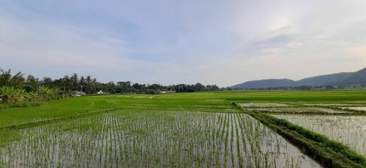 Fresh planted rice seedlings in reflecting water of a rice field