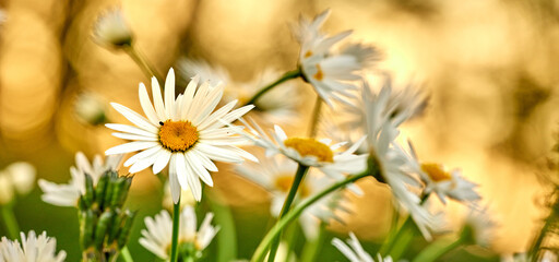 Daisy flowers growing in a field or botanical garden on a sunny day outdoors. Shasta or max...