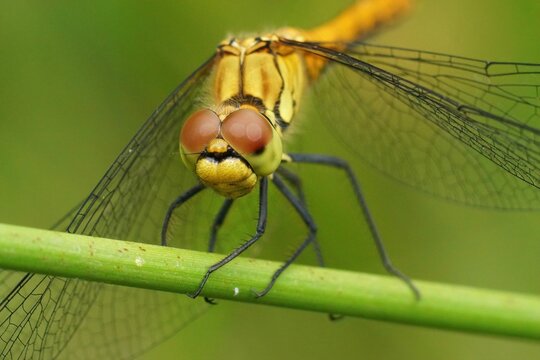 Closeup on a Ruddy darter, Sympetrum sanguineum sitting on a straw against a green background