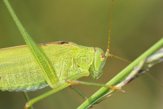 Closeup on a green nymph sickle-bearing bush-cricket , Phaneroptera falcata