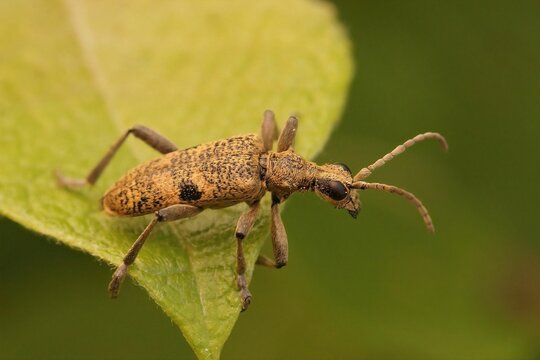 Closeup of the Black-spotted longhorn beetle, Rhagium mordax, sitting on a green leaf