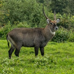  waterbuck (Kobus ellipsiprymnus)