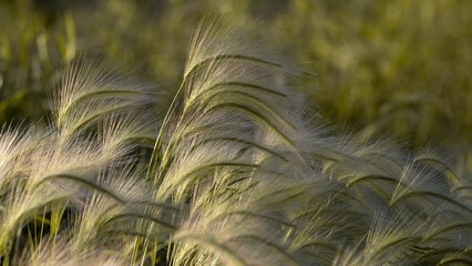 View of the foxtail barley plant field - beautiful plants background