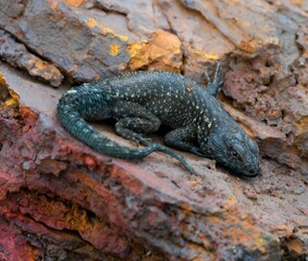 Montane collared lizard (Tropidurus montanus)