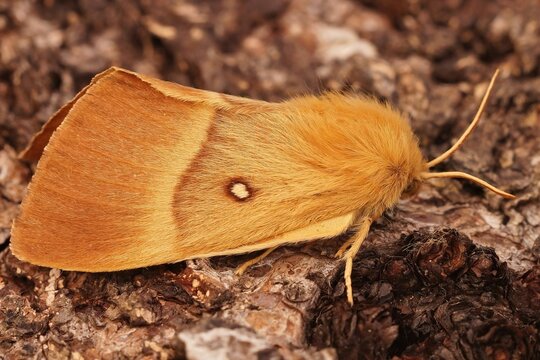 Closeup of the brown ad hairy Oak eggar moth, Lasiocampa quercus sitting on wood