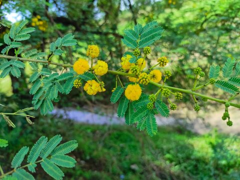 Closeup Shot Of Babul Tree Brand New Flowers And Leave