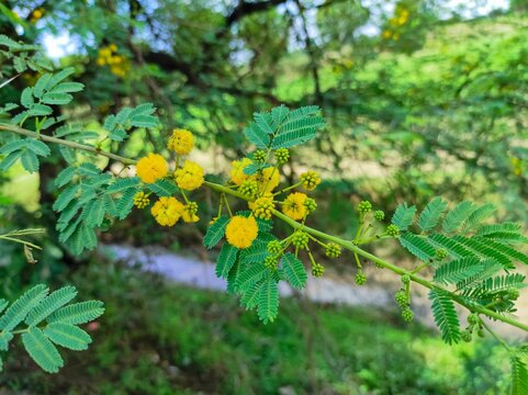 Closeup Shot Of Babul Tree Brand New Flowers And Leave