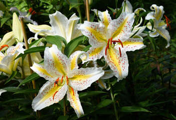 lys jaune moucheté Auratum Gold Band, high definition, natural lilies, large lilies, extraordinary...