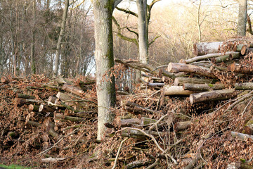 Brown landscape of pine wood stacks piled in a quiet forest on a winter day outside for nature copy space. A tree trunk, old leaf and branch in a natural barrier in rural woodland for sawmill timber