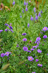 Colorful purple flowers growing in a garden. Closeup of beautiful and vibrant symphyotrichum novi-belgii or new york asters from the asteraceae species blossoming in nature on a sunny day in spring