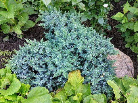 very beautiful creeping blue Juniperus squamata Blue Star on a rocky alpine slide with other plants in the garden. Floral wallpaper	