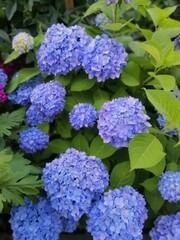 a spectacular ornamental shrub with blue flowers. Blooming Hydrangea macrophylla on a blurry floral background. Beautiful gardens. nature desktop wallpaper