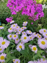 Obraz premium beautiful lavender, purple flowers similar to asters, daisies like yellow baskets with cute petals. Blooming Erigeron Azur Beauty. Nature desktop wallpaper