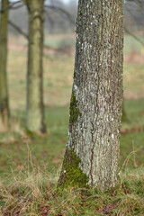 Mossy isolated tree trunk in a forest or woods on a late winter day. Closeup of nature on a green mountain grassland in the countryside, or in a beautiful recreational park filled with plants.