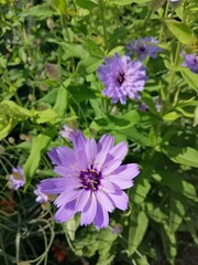 an airy delicate plant with blue and lavender petals. Blooming Catananche on a blurry floral background. nature desktop wallpaper