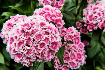 Flowering ornamental garden plant Turkish carnation, Sweet William. Close-up