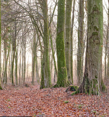 Landscape of lots of tree trunks covered in moss with leafless branches in a wild undisturbed environment during Autumn. Path in nature with leafless trees and fallen brown leaves in a forest