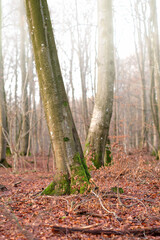 Naklejka premium Tall beech tree trunks with moss and algae growing in a misty forest outdoors. Scenic natural landscape with wooden texture of long old bark in a remote and peaceful meadow with autumn leaves