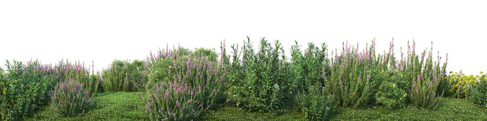 Garden of flowering shrubs on a white background 