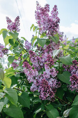 Blooming lilac flowers, vertical photo.
