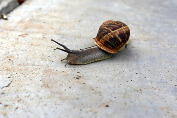Snail sits on the sidewalk