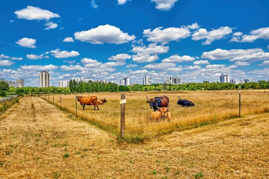 Cattle on a pasture with skyscrapers in the background.