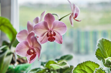 Close-up of pink orchid flowers standing on the windowsill among other house plants.