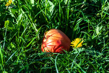A red apple lies in the green grass