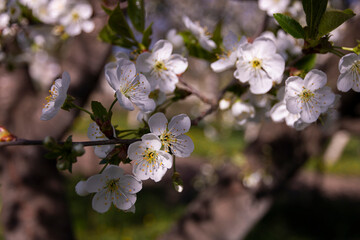 Cherry tree blossom in spring