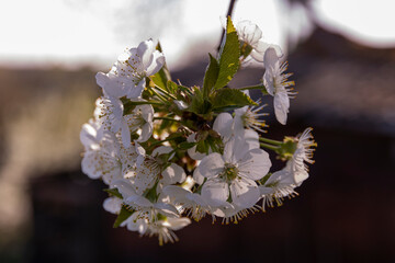 Cherry tree blossom close-up