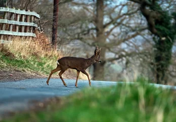 Deurstickers Scenic view of a roe buck deer crossing the road against green grass © Paul Kirk/Wirestock Creators