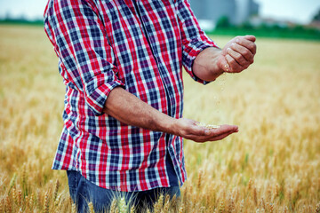Farmer in a wheat field checking crop, close up photo. Agricultural concept