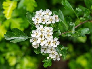 Closeup shot of hawthorn flowers on the tree